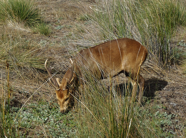 hog deer stag