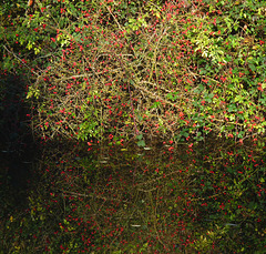 Reflected Red Berries