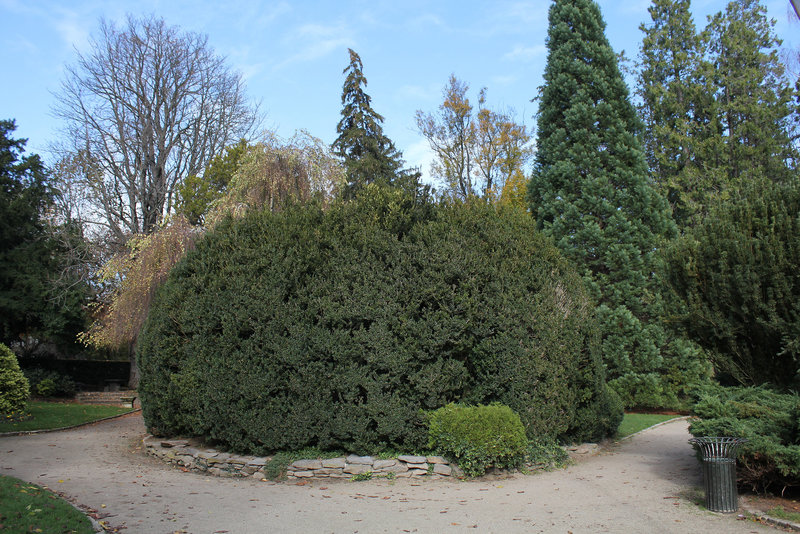 Buxus sempervirens  (2)