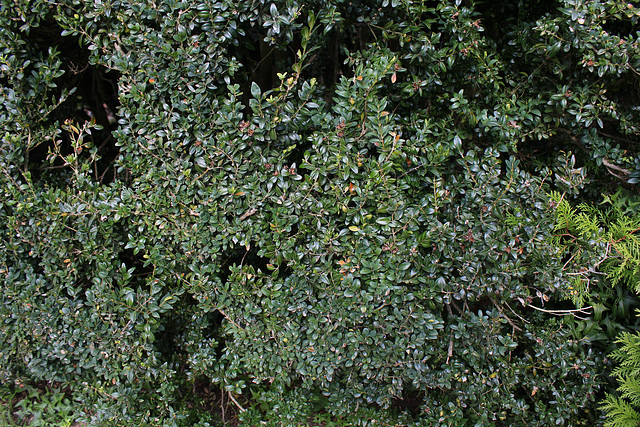 Buxus sempervirens