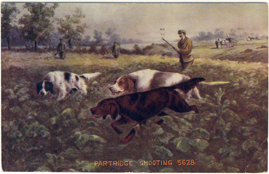 Partridge Shooting 5628