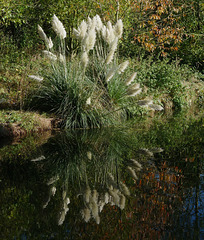 Pampas Grass Reflected