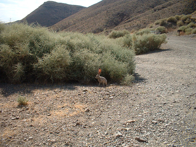 sierras - death valley 4 - 18