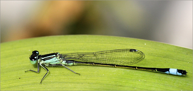 Agrion