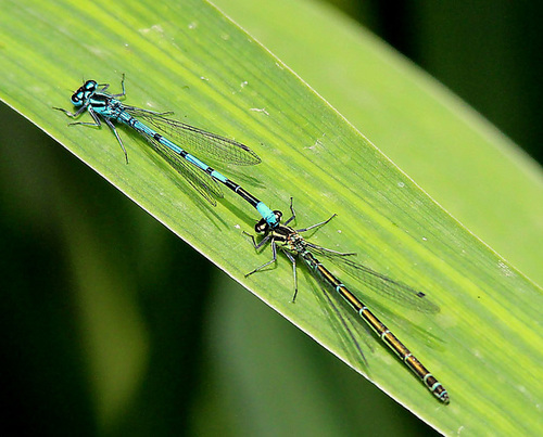 Damselfly being towed