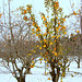 Winter Apples