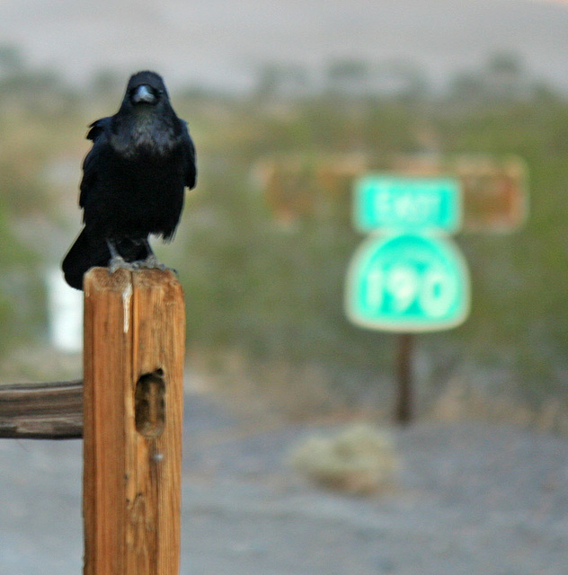 Raven At Stovepipe Wells (3430)