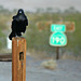 Raven At Stovepipe Wells (3430)