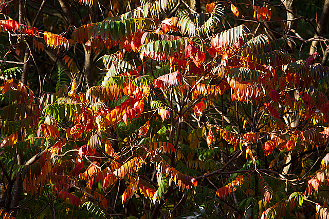 20131024 3054RAw [D~LIP] Herbstfarben, Landschaftsgarten, Bad Salzuflen