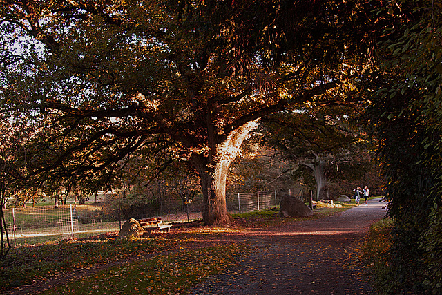 20131024 3058RAw [D~LIP] Baum, Landschaftsgarten, Bad Salzuflen