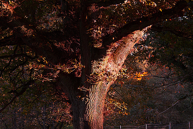 20131024 3061RAw [D~LIP] Baum, Landschaftsgarten, Bad Salzuflen