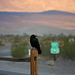 Raven At Stovepipe Wells (3432)