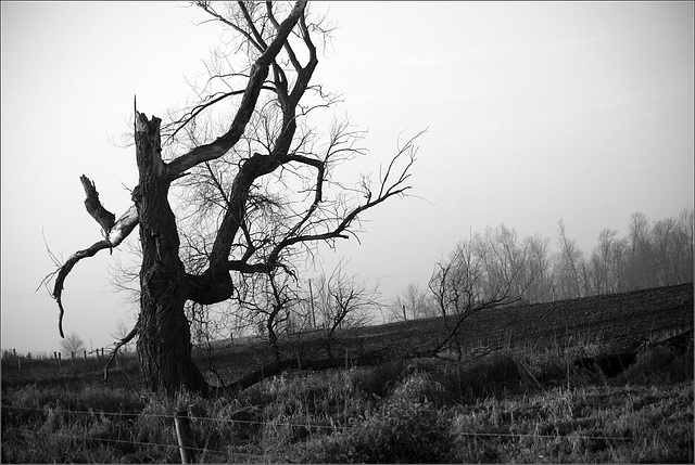 Tree, Gates Road