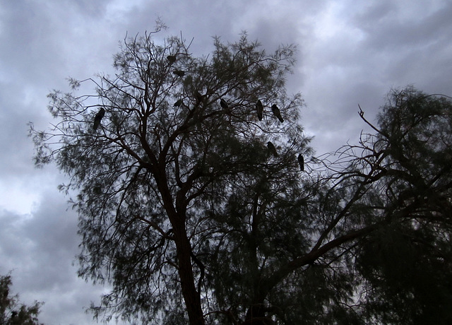 Ravens At Dusk (1937)