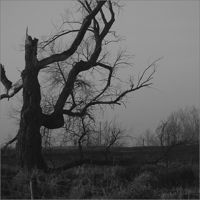 Tree, Gates Road