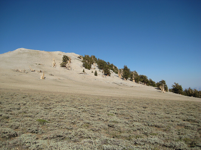 White Mtn Peak 02