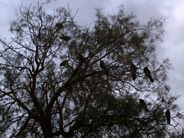 Ravens At Dusk (1938)