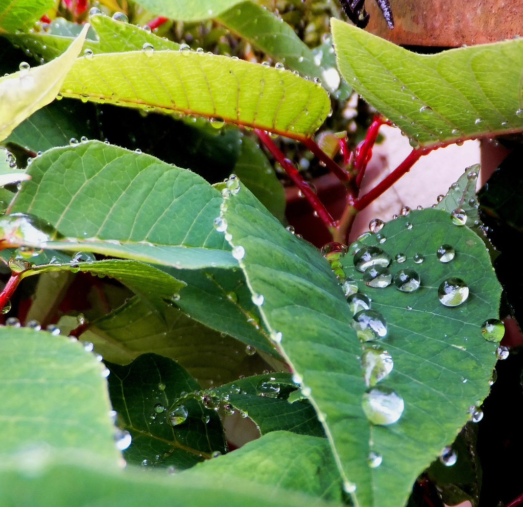 Wassertropfen in einer Linie. ©UdoSm