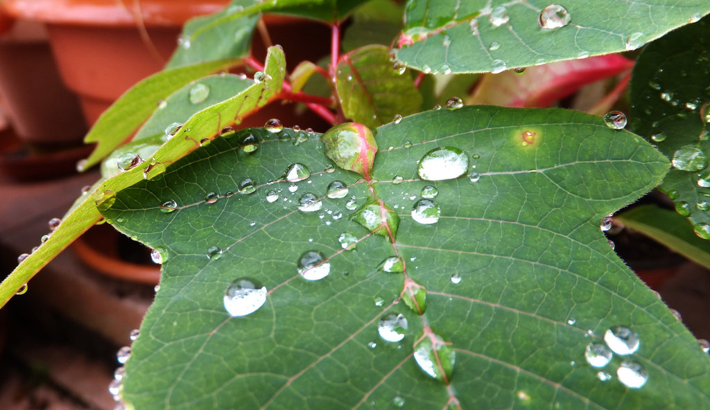 Wassertropfen als Vergrößerungsglas. Drops of water as a magnifying glass. ©UdoSm