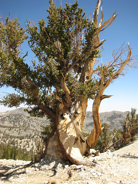 White Mtn Peak 20