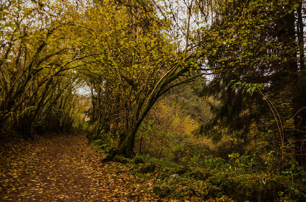 Chemin Saut de Gouloux