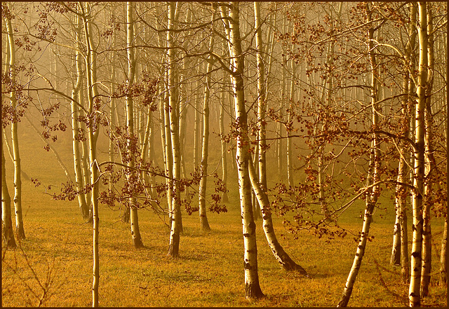 Trees in mist.