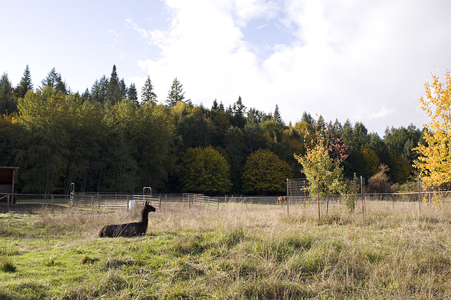 Ranger Dusty enjoys a sunny October afternoon in his pasture