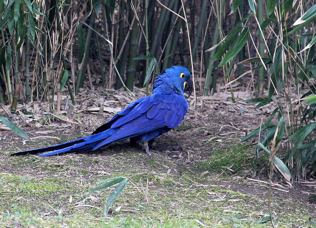 Ara hyacinthe en balade (Parc des oiseaux de Villars les Dombes, Ain, France)