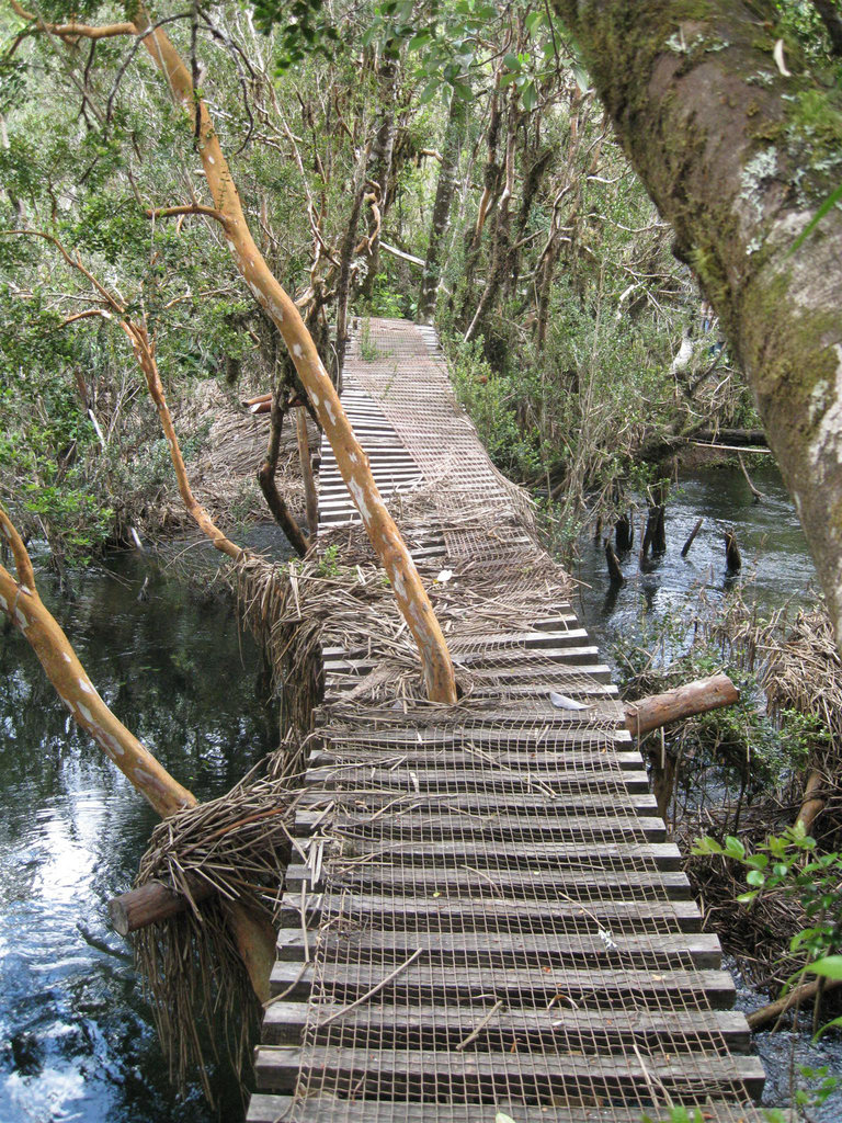 Spazierweg im Urwald bei El Pangue (Puyuhuapi, Chile)