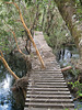 Spazierweg im Urwald bei El Pangue (Puyuhuapi, Chile)