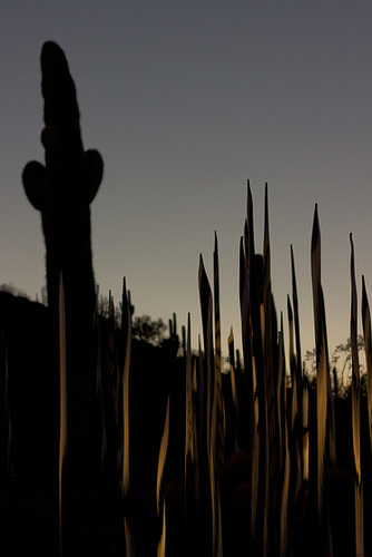 Chihuly glass