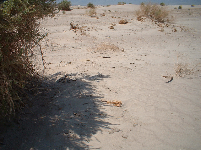 death valley 2 (35)