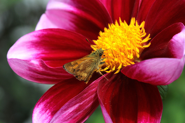 Woodland Skipper