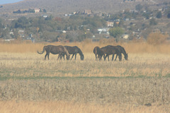 Mustangs (5)