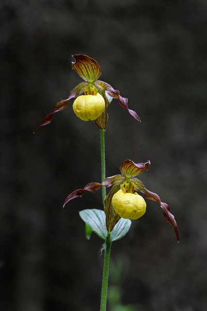 Cypripedium parviflorum var. pubescens