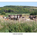 Cows at Cuckmere - 27.7.2013