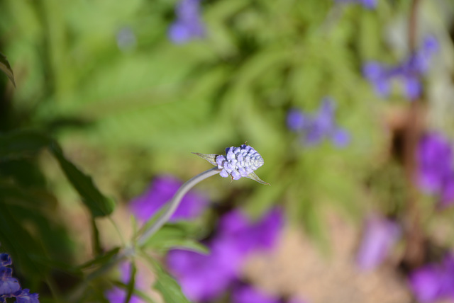 testival des jardins, Chaumont sur Loire, France, 2013