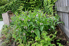 Saute qui peut - Jardin 4 (4)