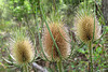 Dipsacus fullonum