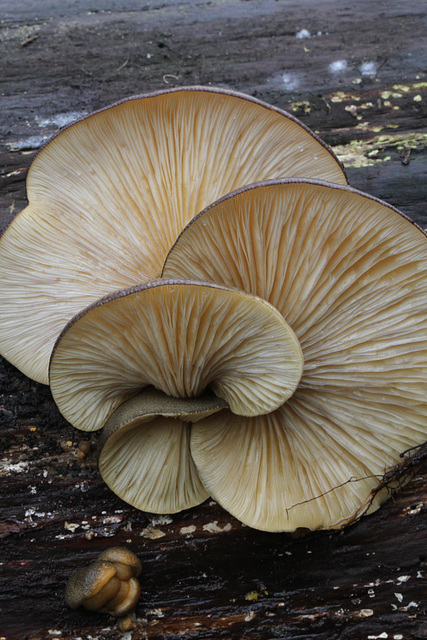 Panellus serotinus