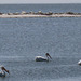 Salton Sea Pelicans (0825a)