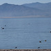 Salton Sea Pelicans (3497a)