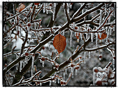 In the midst of an icestorm