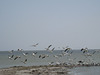 Bombay Beach Pelicans (0843a)