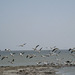 Bombay Beach Pelicans (0843a)