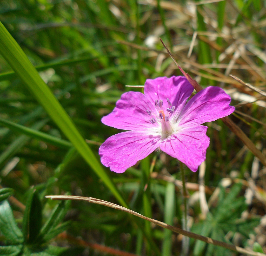 pink dianthus