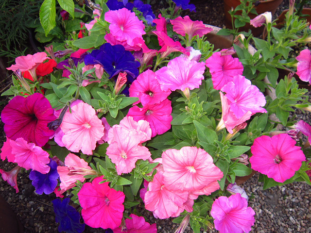 The petunias were flourishing on the driveway