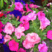 The petunias were flourishing on the driveway