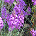 The purple toadflax flourished this year