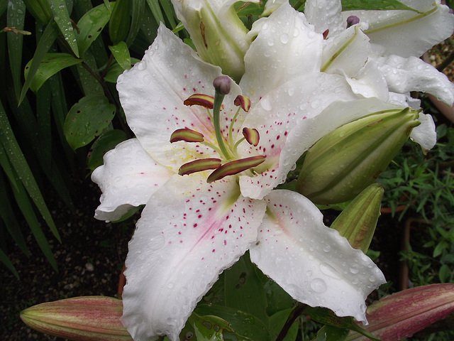 Lilies are always classy to me